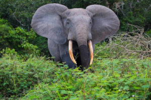 Endangered Species International